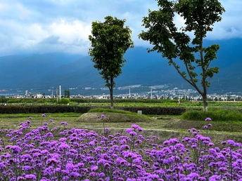美丽的花园 有紫色的花朵和背景中的山脉。