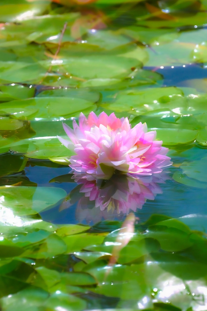 睡莲花开