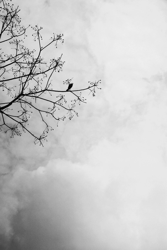 黑白的天空 云朵和一只小鸟坐在树上的树枝上