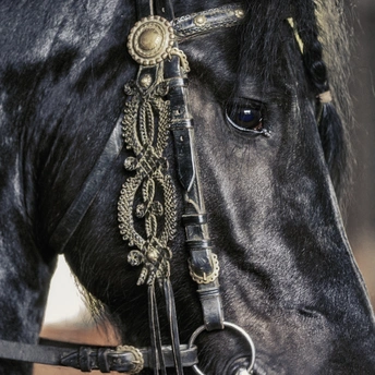 一匹有编成马鬃和眼睛的黑马