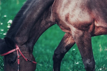 一匹棕色的马在绿色的草地上吃草