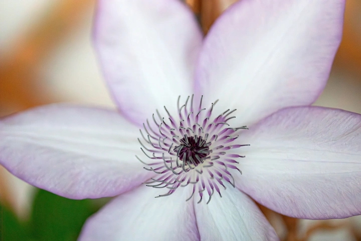 花之蕊