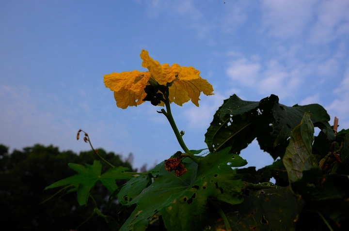 丝瓜花