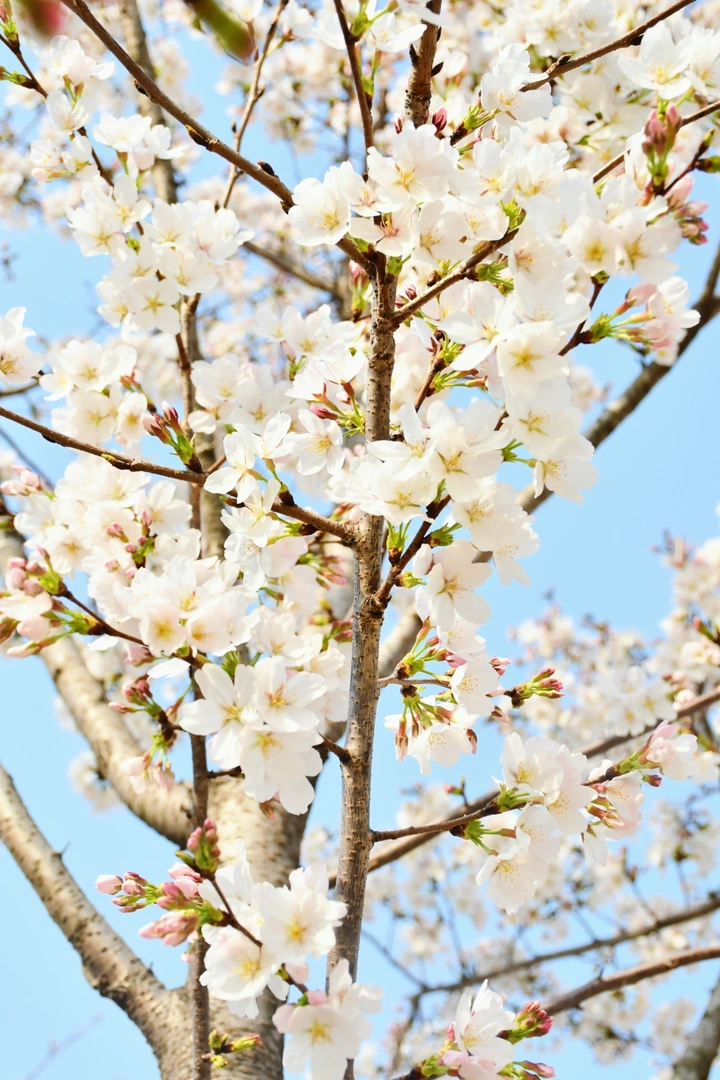 樱花