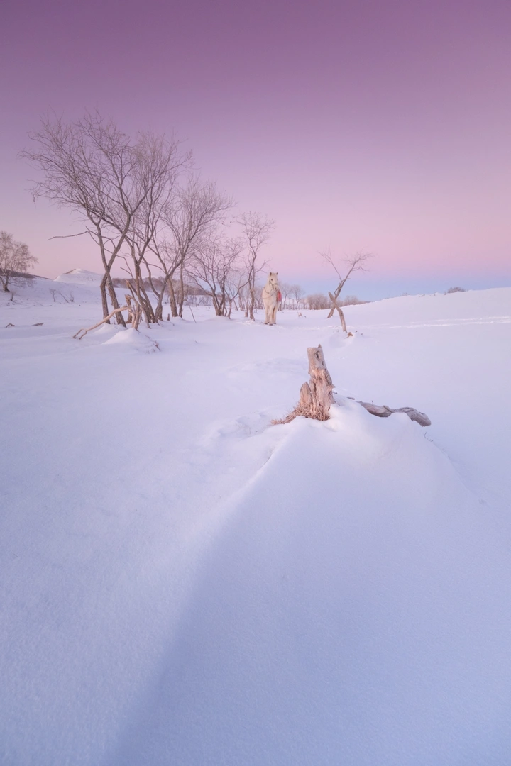 雪原维纳斯