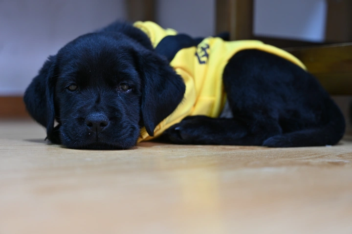 拉布拉多猎犬
