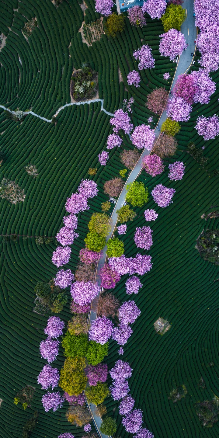 永福樱花园