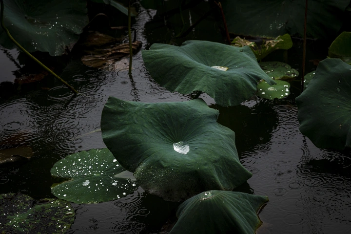 雨中荷记