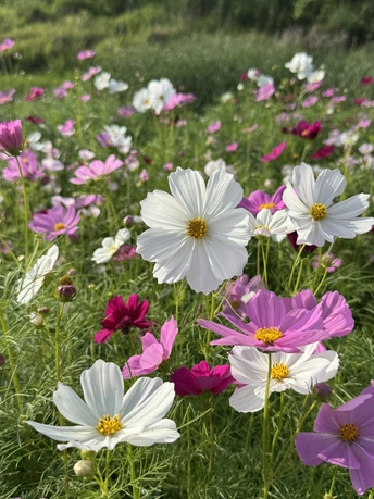格桑花