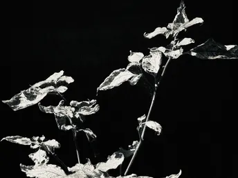 黑白照片