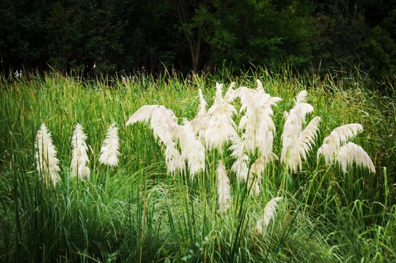一片长满白色花朵的草地