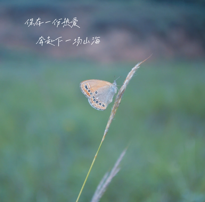 蝴蝶