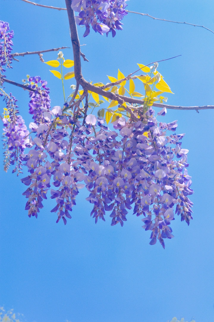 槐花