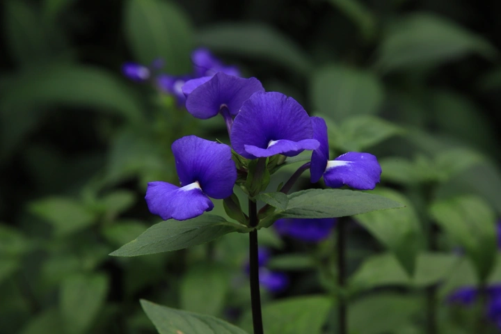 蓝晶花