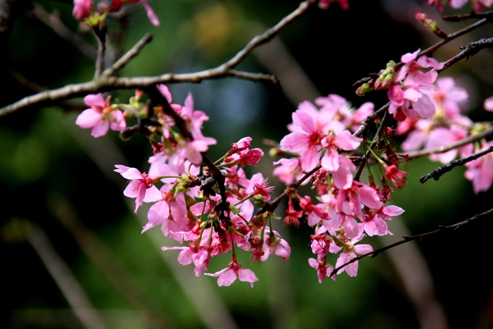 早开的樱花