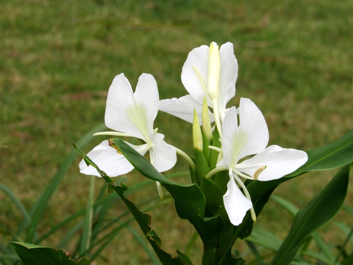 春花