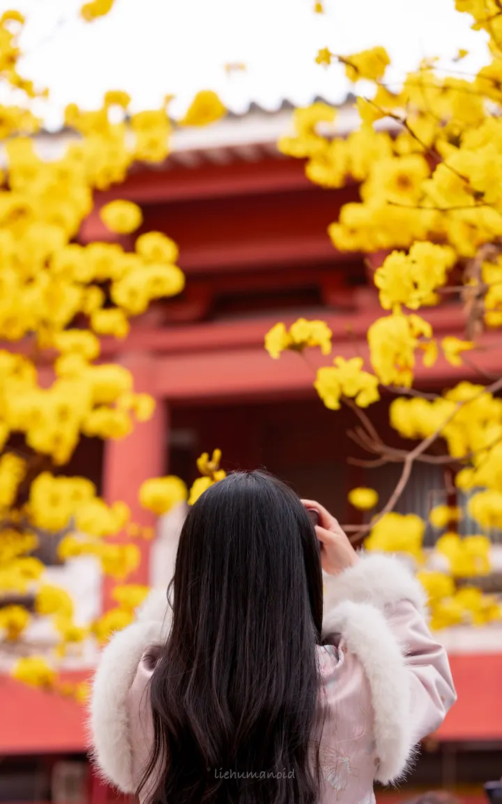 花城春天.黄花风铃木.光孝寺.