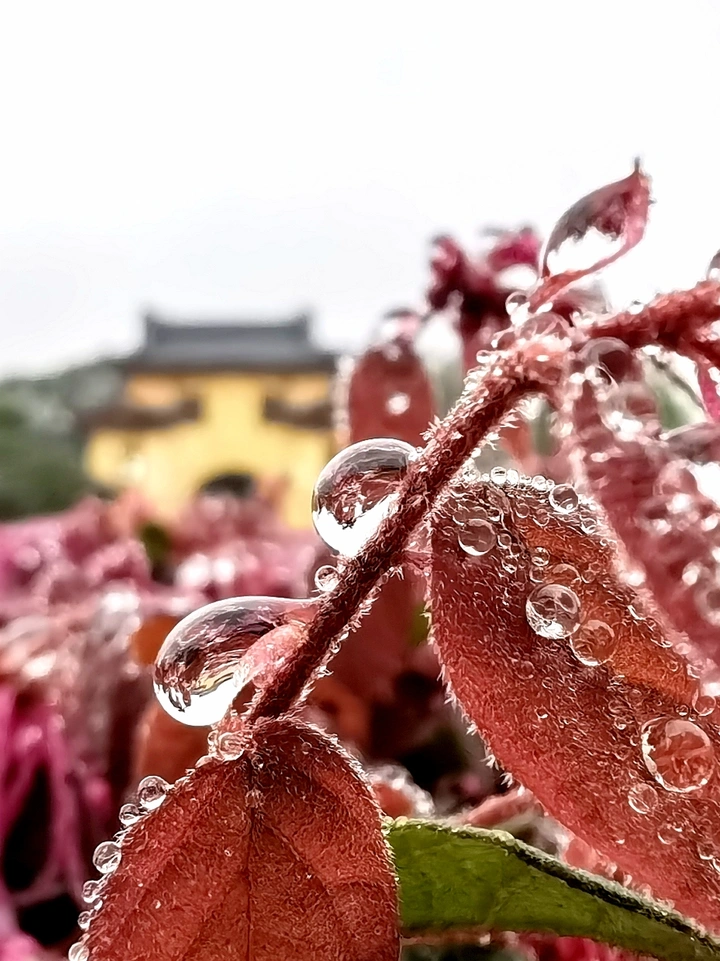 雨中花