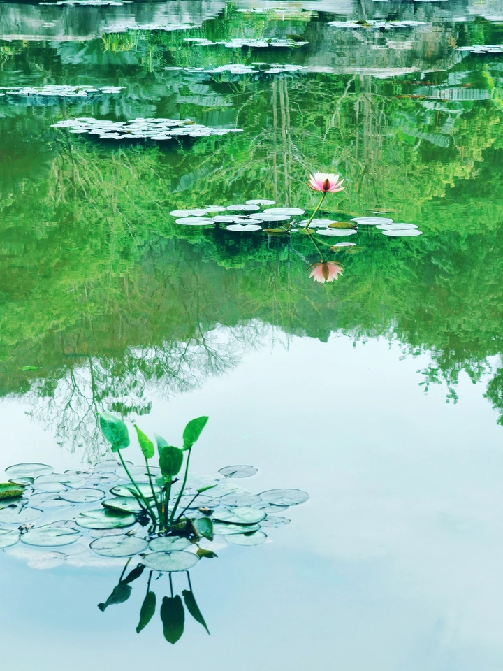 池中仙子