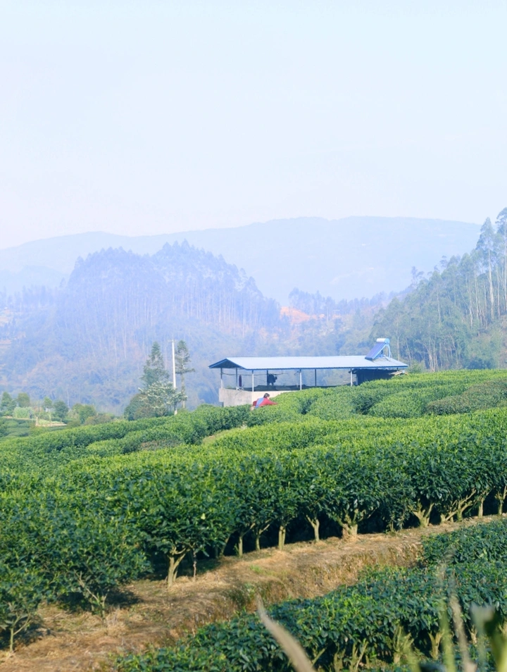 茶农与茶