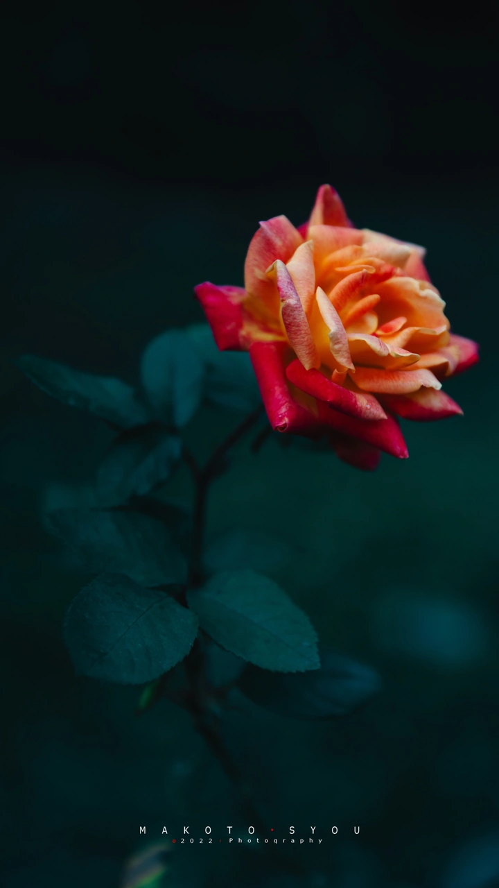品一品 这一般般的花花
