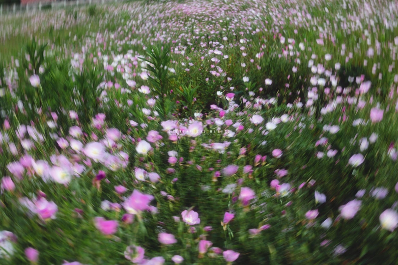 房前的一片野花地