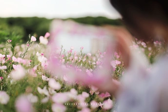 一位站在粉红色花田中的女性正在拍照