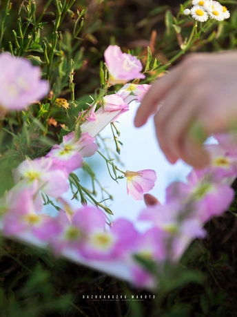 一个人在田地里采花