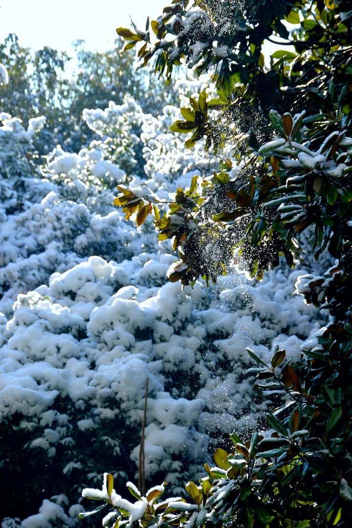 雪