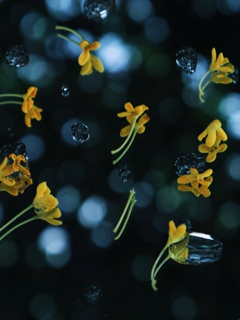 黄花在黑色窗口上的水泡