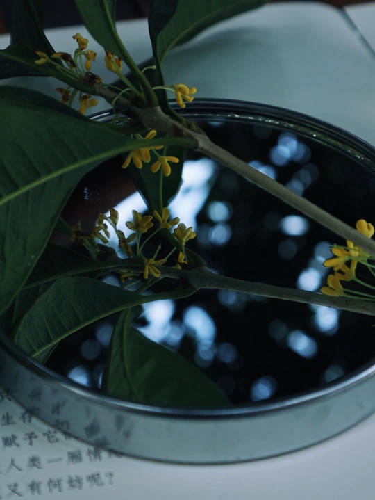 a reflection of a plant in a vase of water on a ta