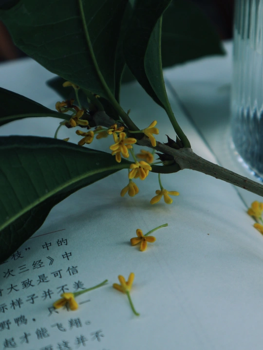 一株开黄色花的植物 放在一张有玻璃和水以及一本书的桌子上。