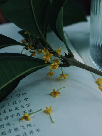 一株开黄色花的植物 放在一张有玻璃和水以及一本书的桌子上。