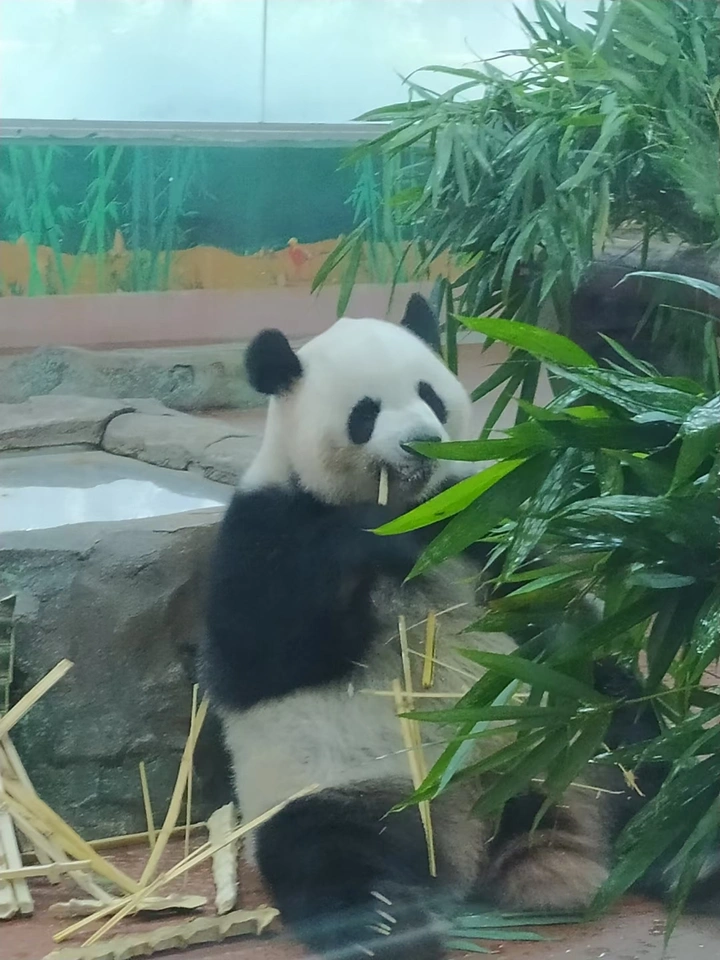 小可爱