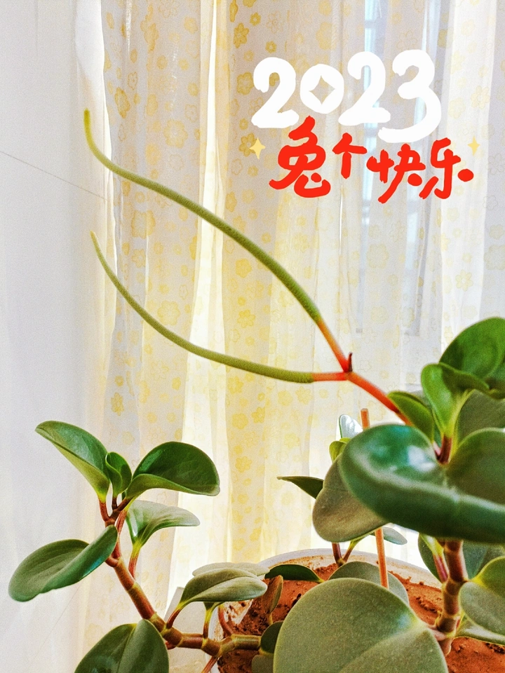 2023兔个快乐