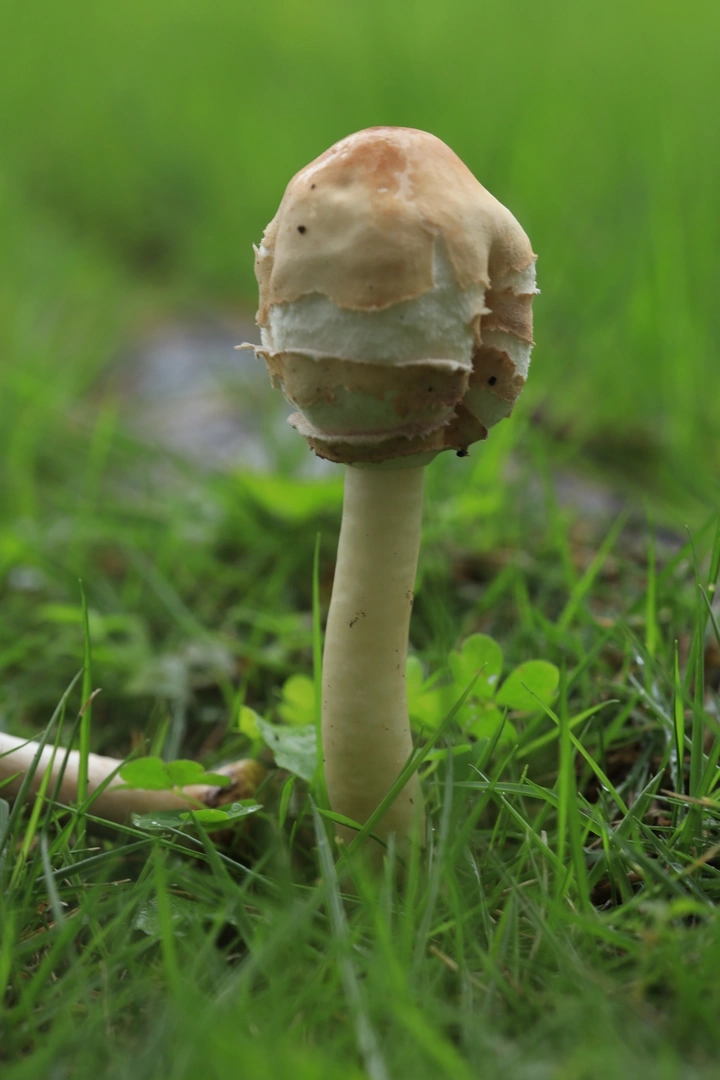 菌