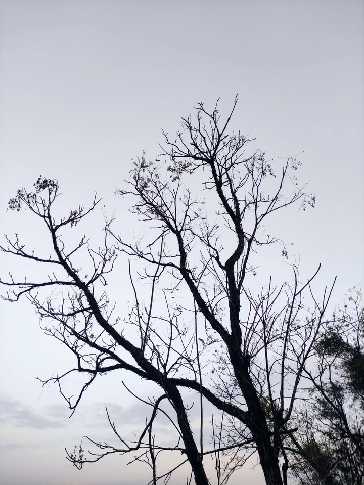 树剪影