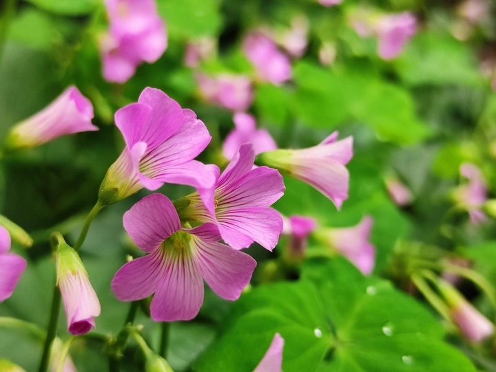 幸运草的花儿