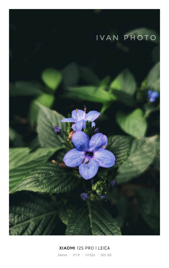 紫色的花