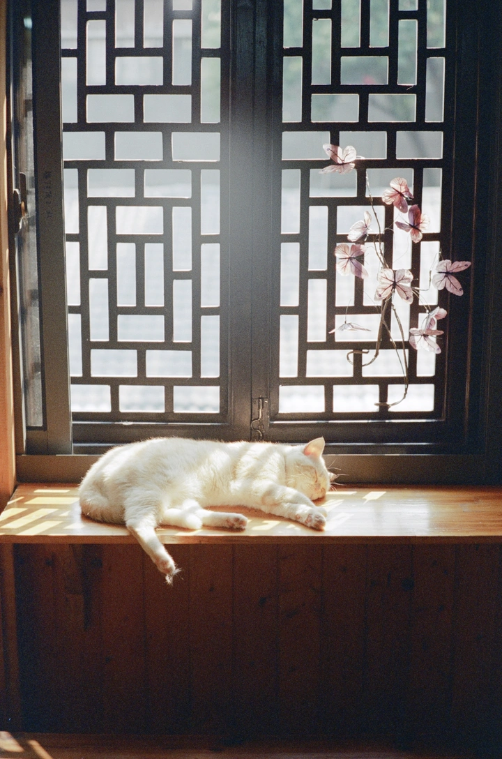 咪咪要午休咯