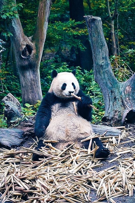 一只熊猫坐在倒下的树旁一堆木柴上