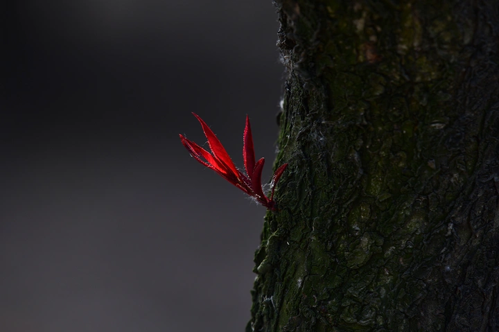 新芽