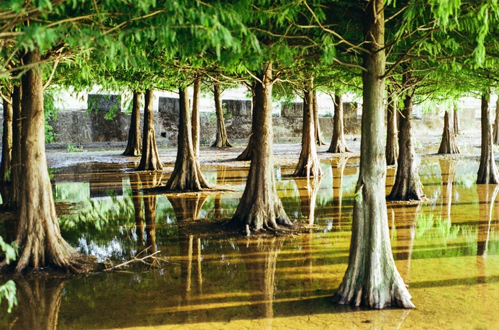 🌲