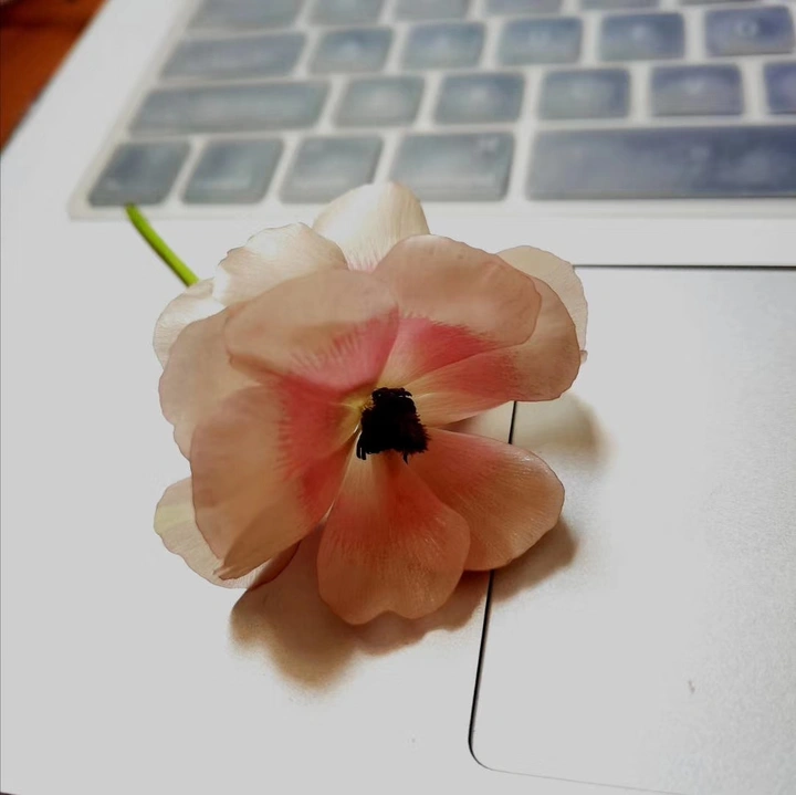 芯
