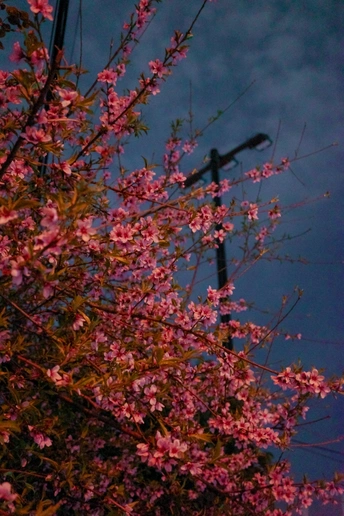 在满月和蔚蓝天空下的樱花树