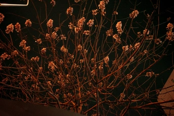 夜晚街道标志下的一棵树的干花分支