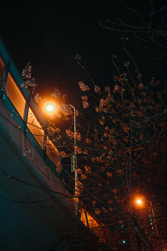 夜晚照亮街道的路灯 旁边是建筑物和一棵树。