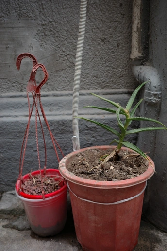 一个带植物的小锅