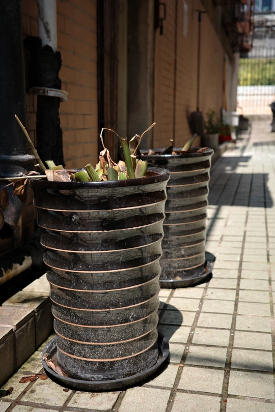 一些带有植物生长的花盆堆
