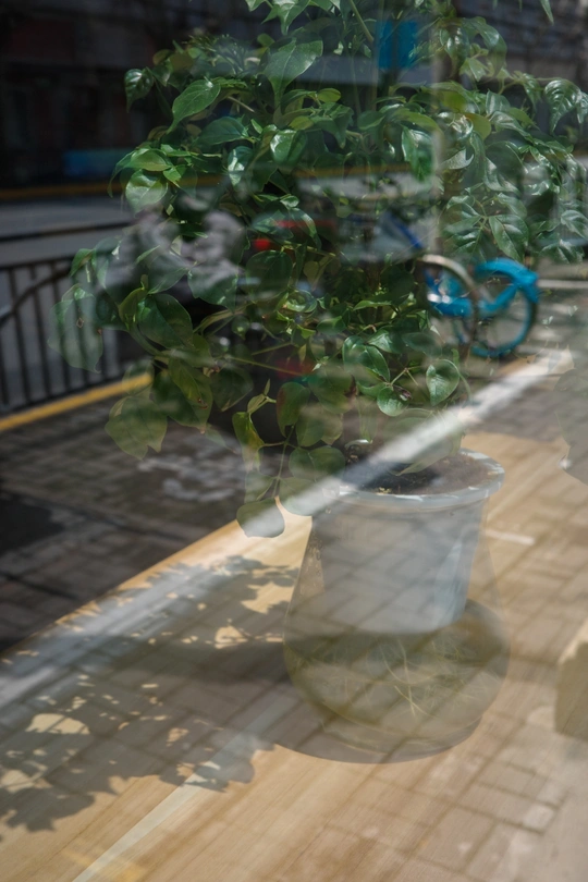 窗内的自行车和盆栽的倒影